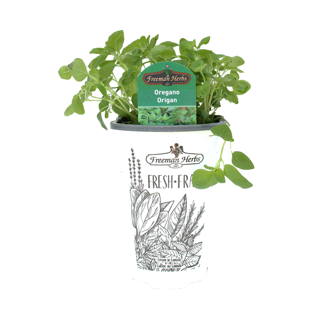 Oregano plant product image