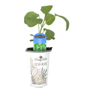 Sage - Salvia plant product image