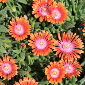 Delosperma red/orange 1gal