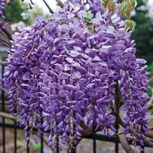 Wisteria 'Blue Moon' product image