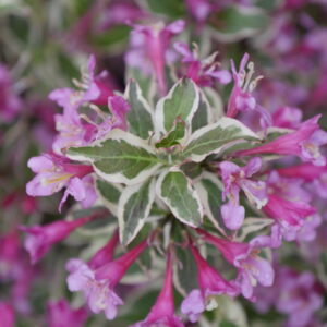 Weigela My Monet Purple Effect by Proven Winners.