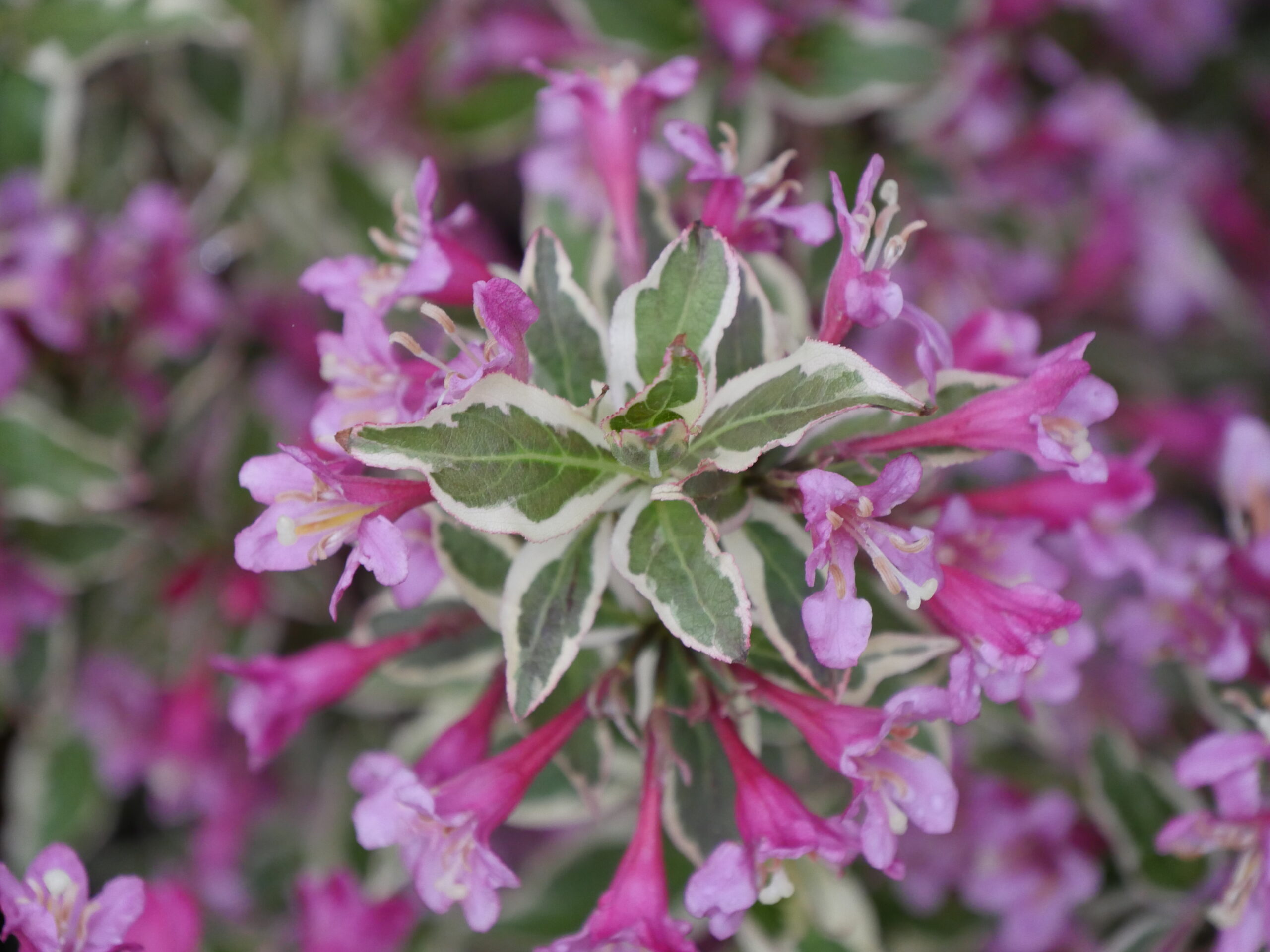 Weigela My Monet Purple Effect by Proven Winners.