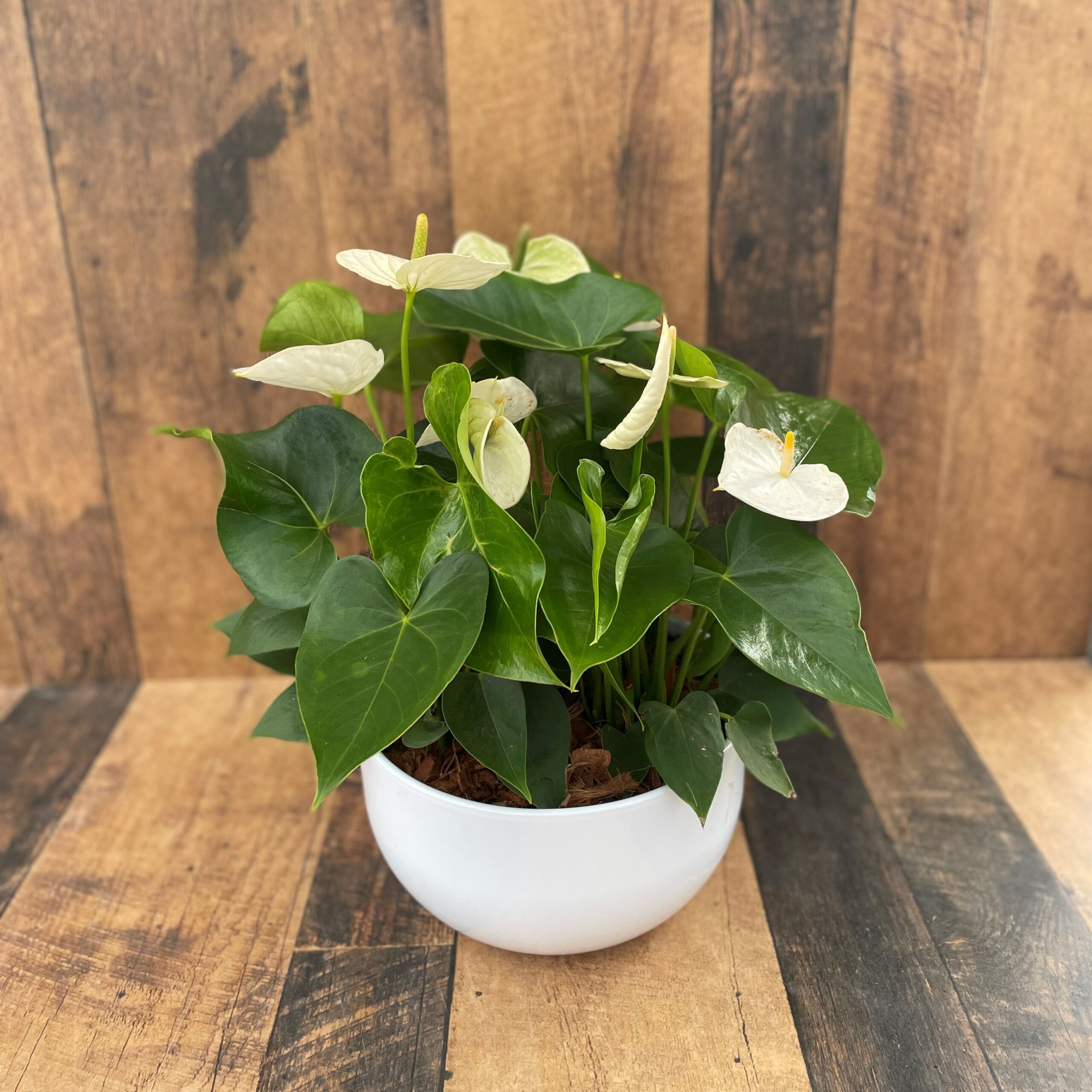 Anthurium Bowl Large (two colours available)