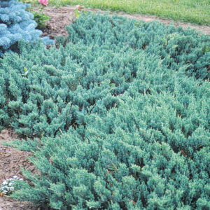 Juniper Blue Chip product image