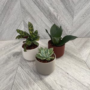 Assorted Mini Tropicals