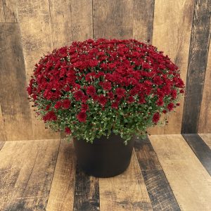 Jumbo Fall Mum product image