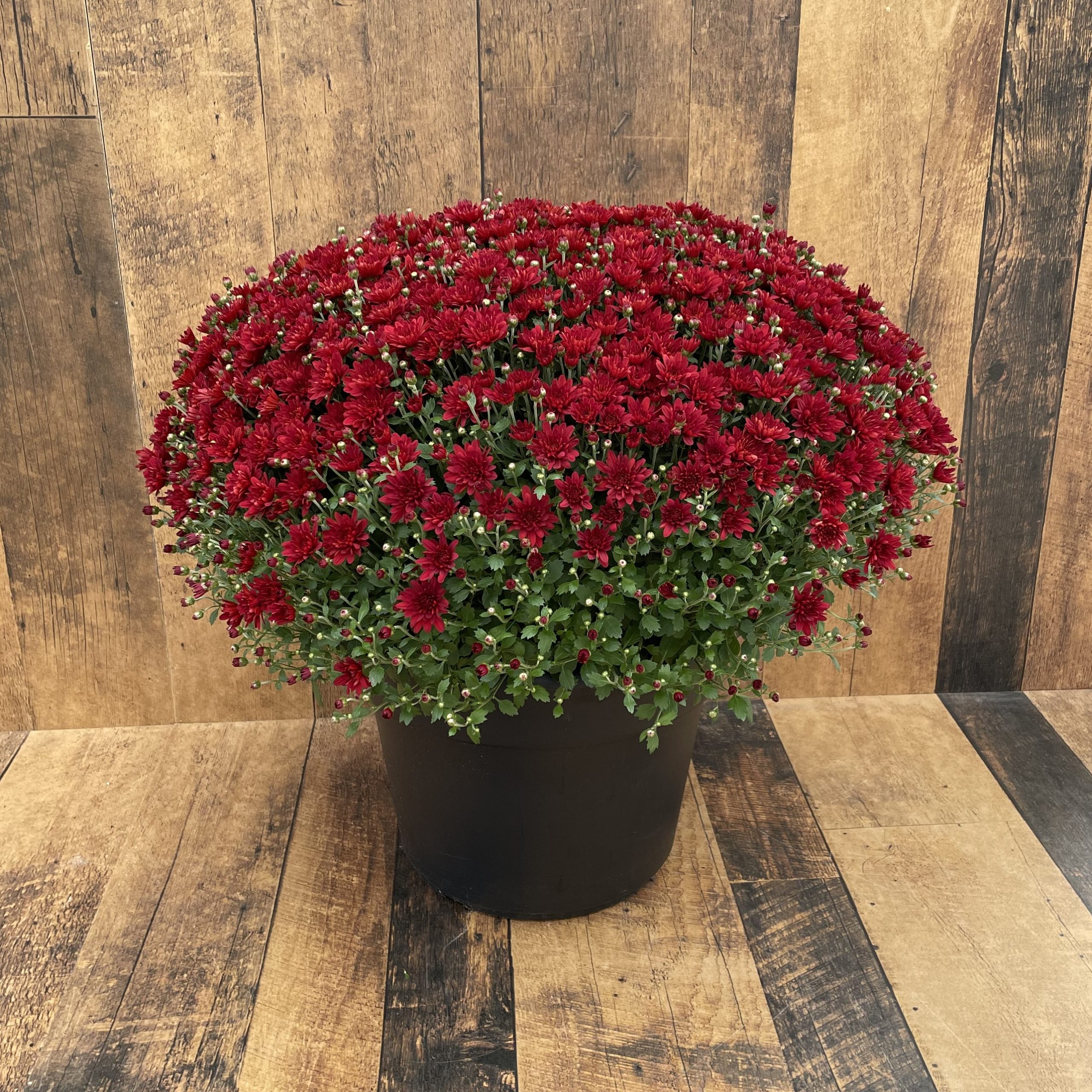 Jumbo Fall Mum product image