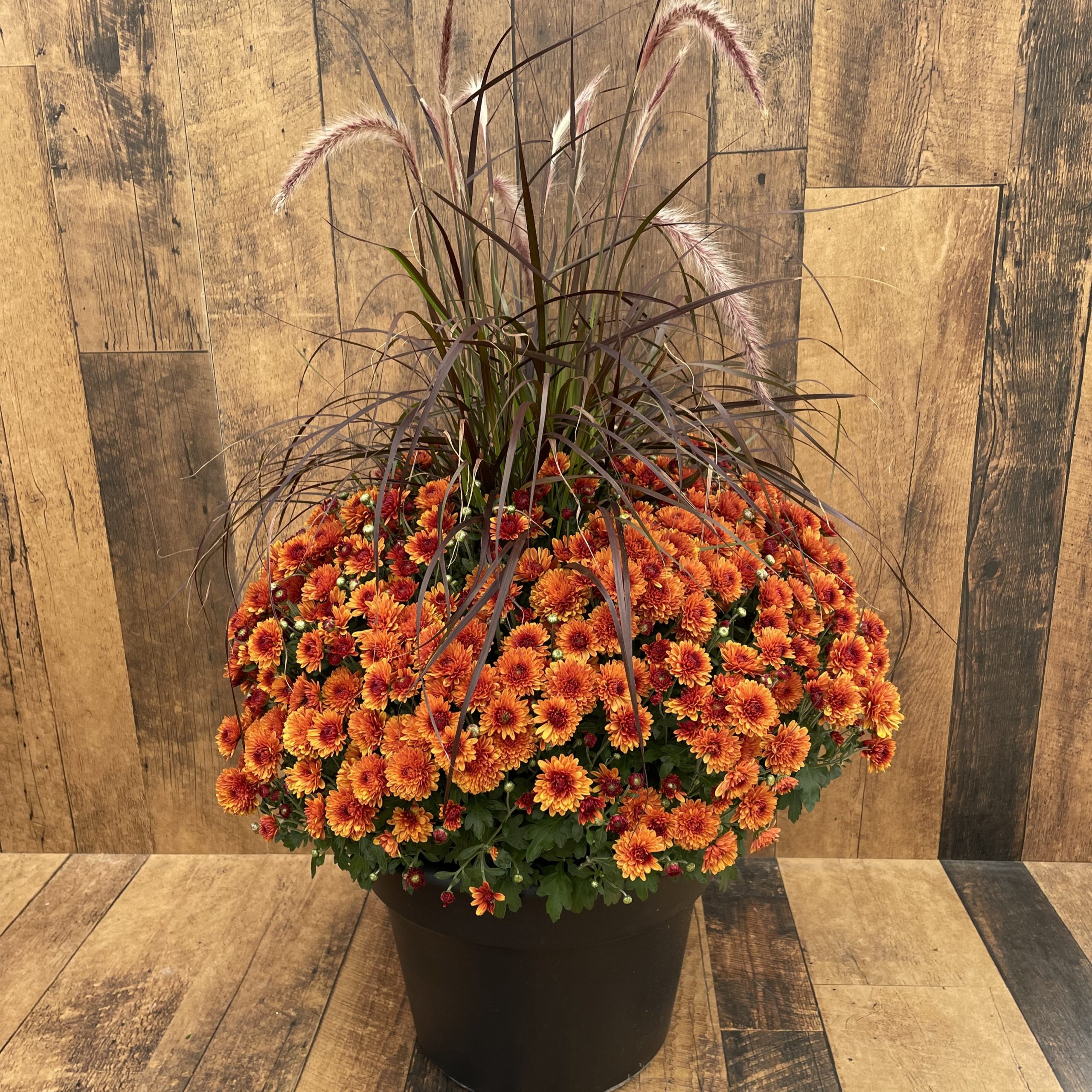 Mum with Grass (14" pot) - Growers Choice