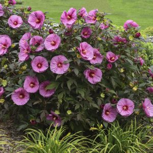 Hardy Perennial Hibiscus - Pink 2gal