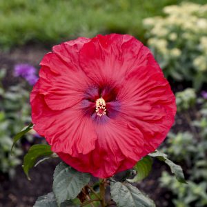Hardy Perennial Hibiscus - Red 2gal