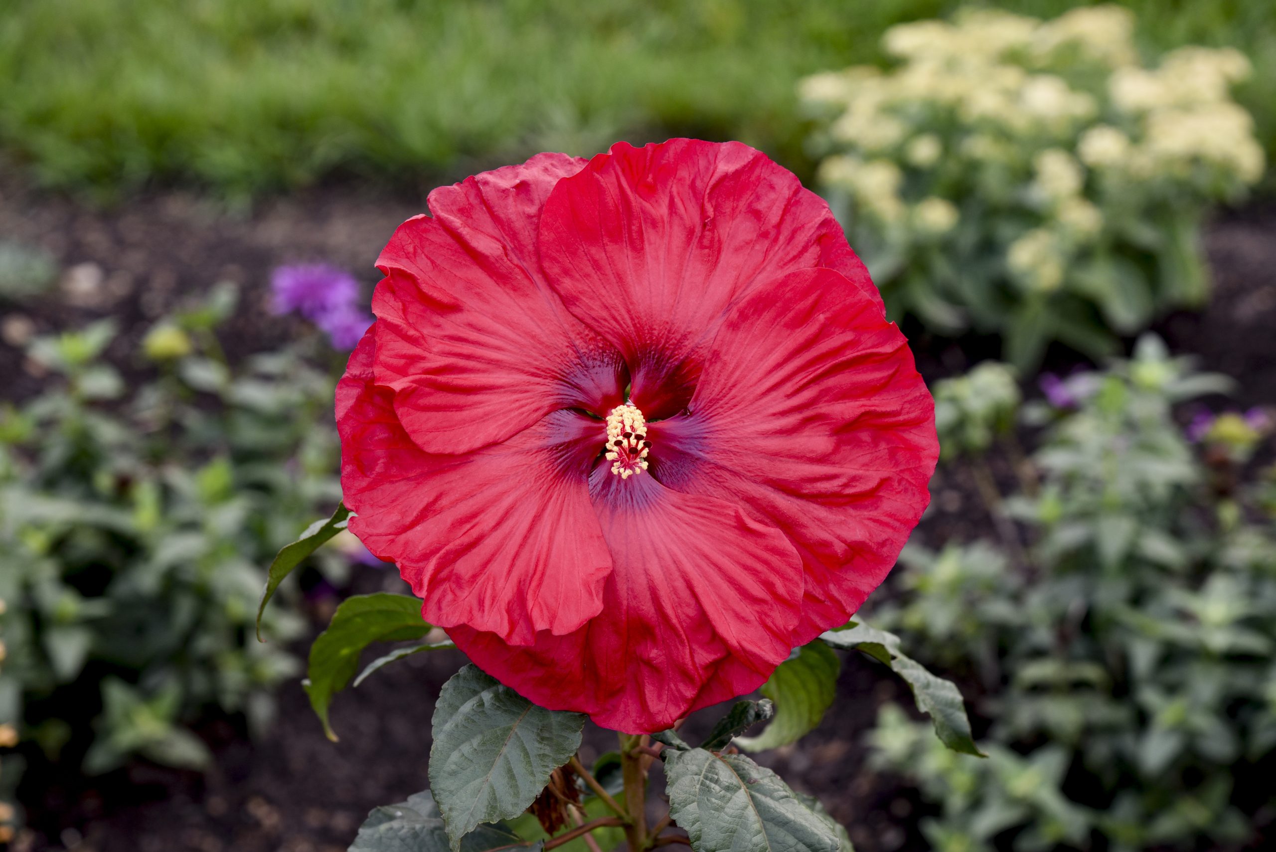 Hardy Perennial Hibiscus - Red 2gal