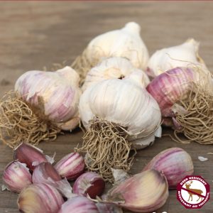 Garlic Russian Purple (pkg of 3 bulbs)