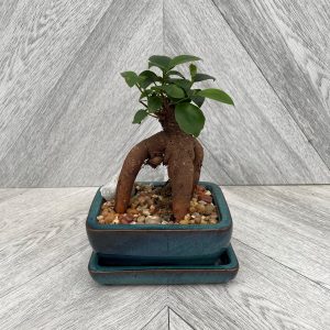 Bonsai Ginseng Ficus (5" pot)