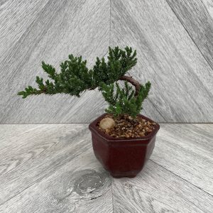 Bonsai Juniper (3" pot)