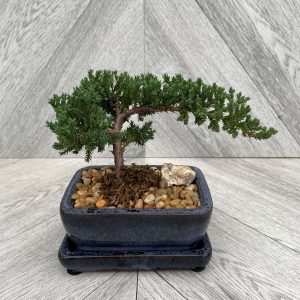 Bonsai Juniper (5" pot)