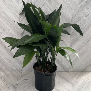 Cast Iron Plant (10" pot)