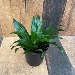 Dracaena – Janet Craig (4" pot)