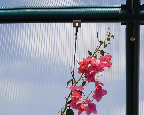CANOPIA Plant Support Hangers – Online Exclusive