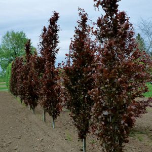 Beech Dawyck Purple product image