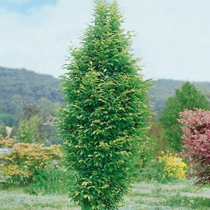 Hornbeam Pyramidal product image
