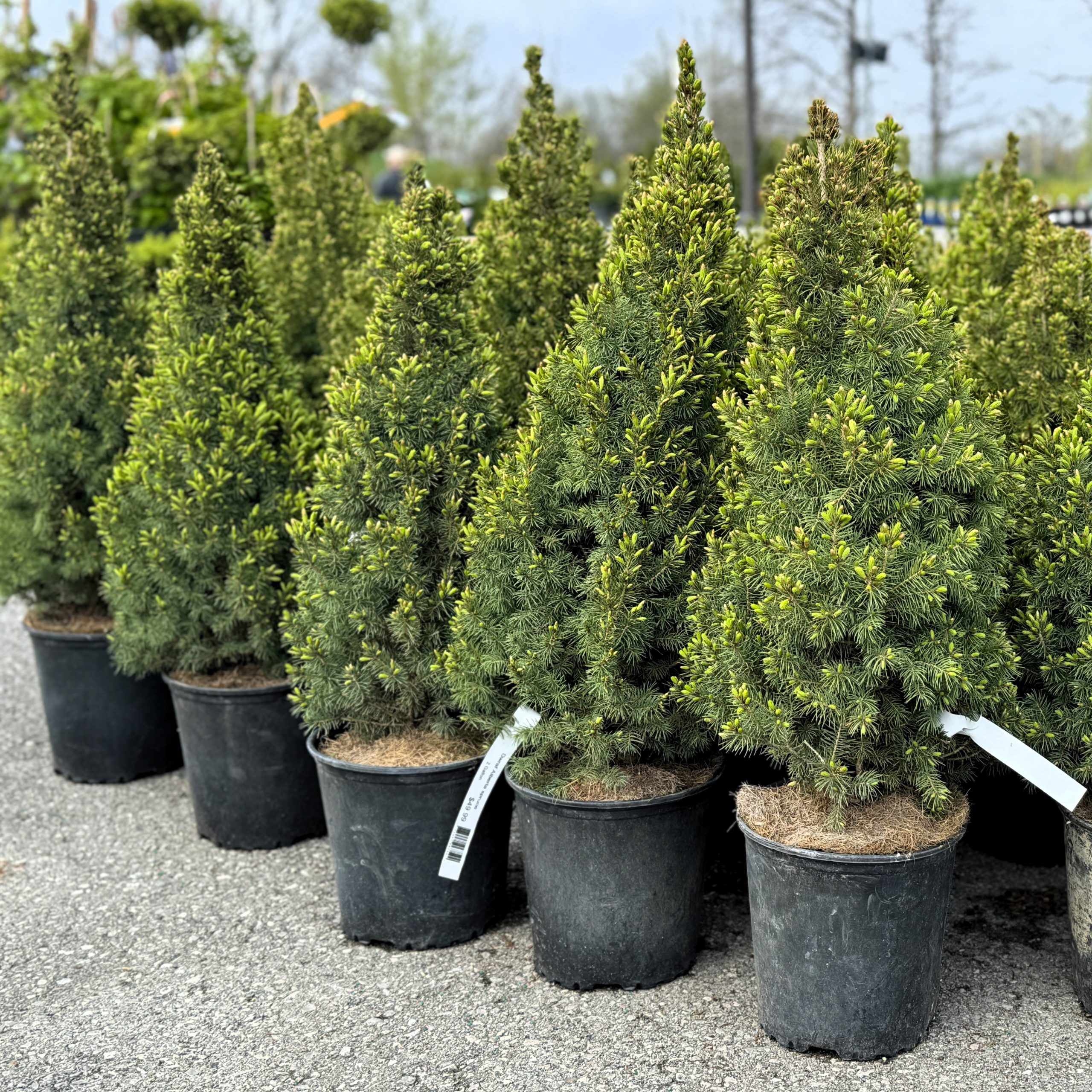 Dwarf Alberta Spruce product image