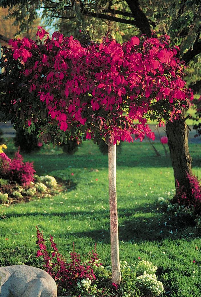 Burning Bush Standard (Treeform) 5gal