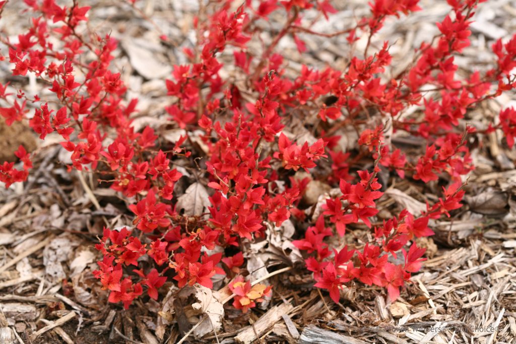 New growth of Spirea 'Double Play Candy Corn' from Proven Winners is bright red as it emerges.