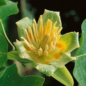 Tulip Tree - Ontario Native - 7gal
