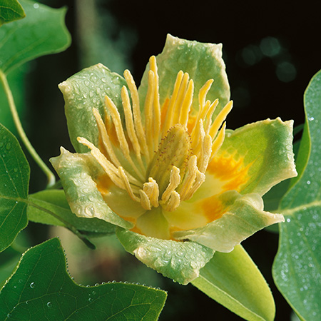 Tulip Tree - Ontario Native - 7gal