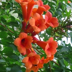 Trumpet Vine product image