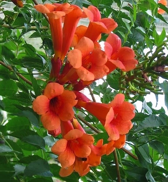 Trumpet Vine product image