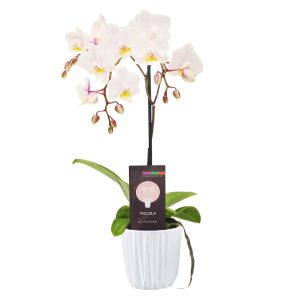 3.5" Piccola 1 Spike Phalaenopsis Orchid in Ceramic