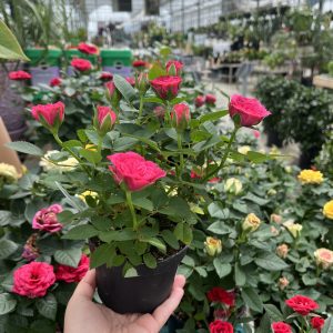 Mini Roses (4" pot)