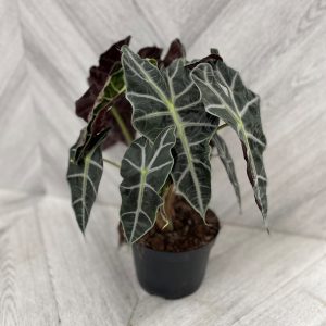 Alocasia 'Polly' (6" pot)