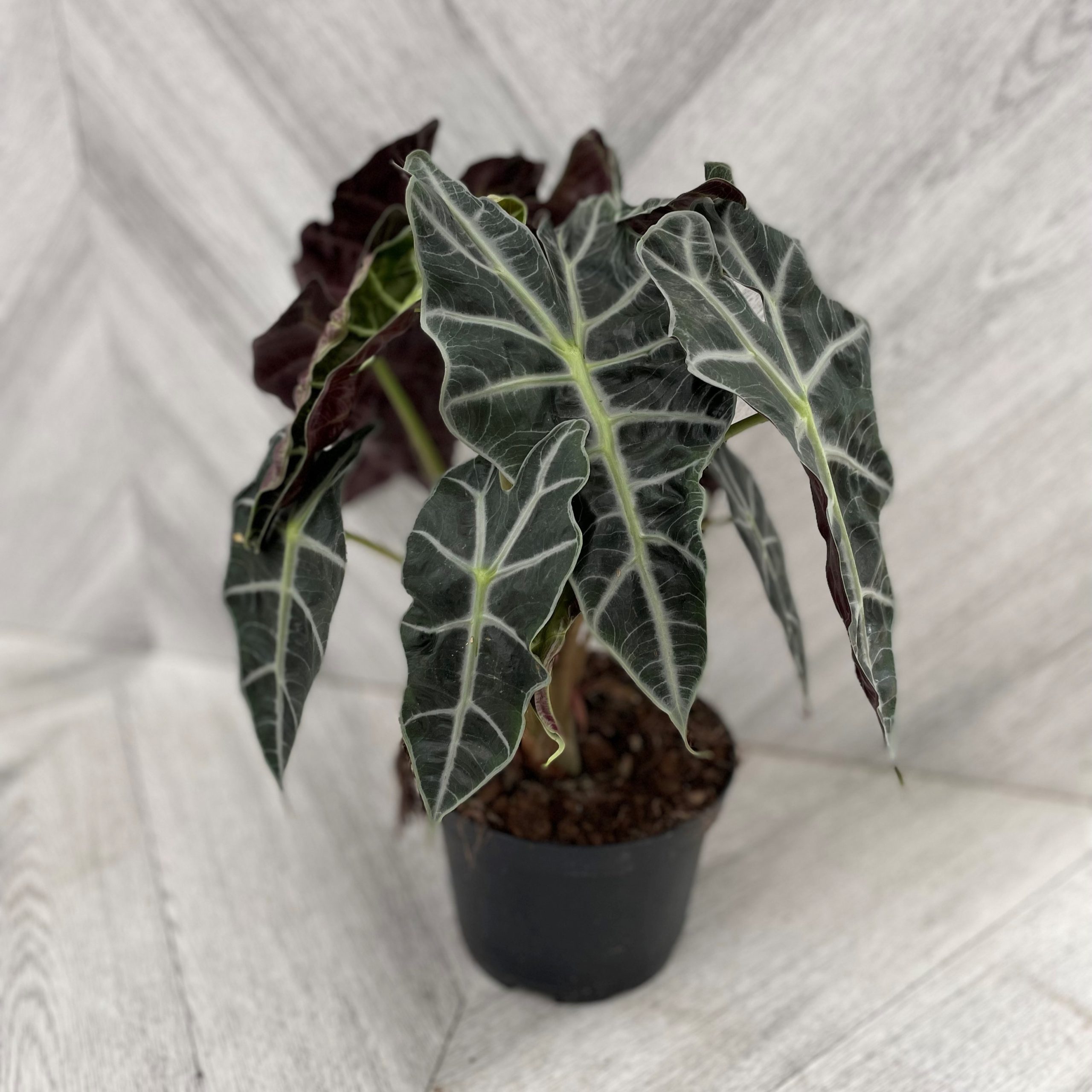Alocasia 'Polly' (6" pot)
