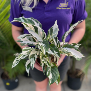 Calathea Stella (6" pot)