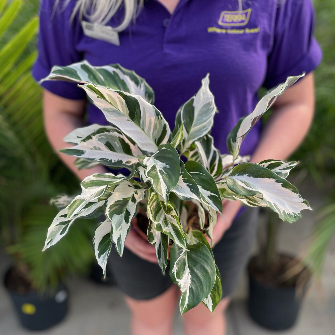 Calathea Stella (6" pot)