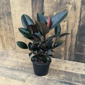 Ficus elastica (Rubber Plant) - assorted (6" pot)