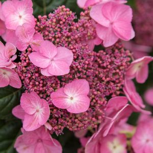 Hydrangea mac. Endless Summer Pop Star 2gal