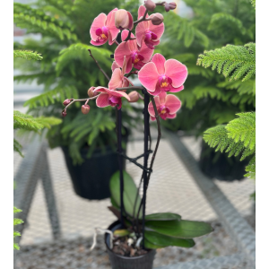 Magnifica Orchid - Triple Spike in Ceramic