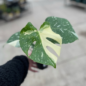Monstera 'Thai Constellation' (6" pot)