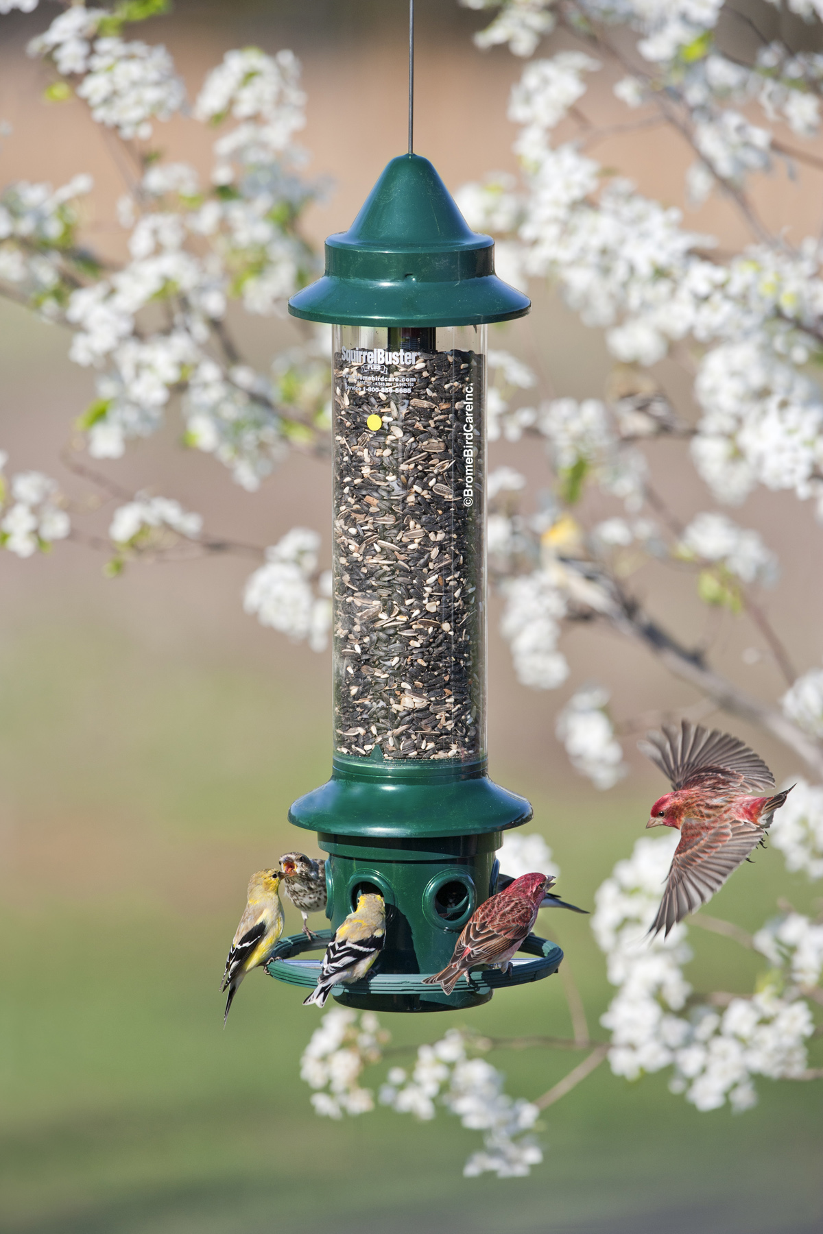 Squirrel Buster®Plus
