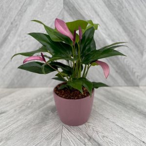 Anthurium in Ceramic (4" pot) - BOGO 1/2 Price