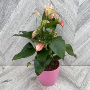 Anthurium in Pink Ceramic (6" pot)
