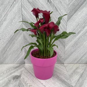 Calla Lily in Ceramic (6" pot)