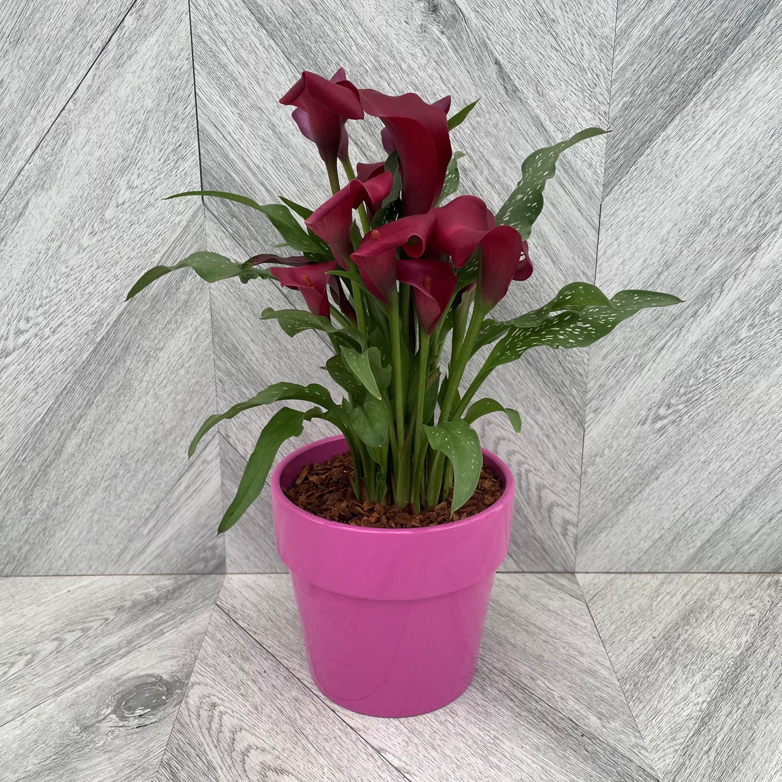 Calla Lily in Ceramic (6" pot)