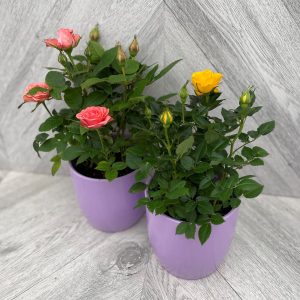 Mini Roses in Ceramic - BOGO 1/2 Price