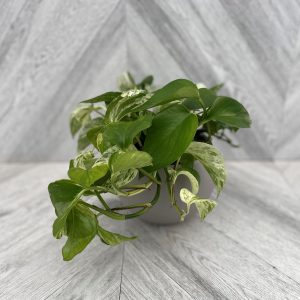 Pothos in Ceramic (6" pot)