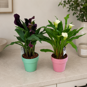Calla Lily in Ceramic product image