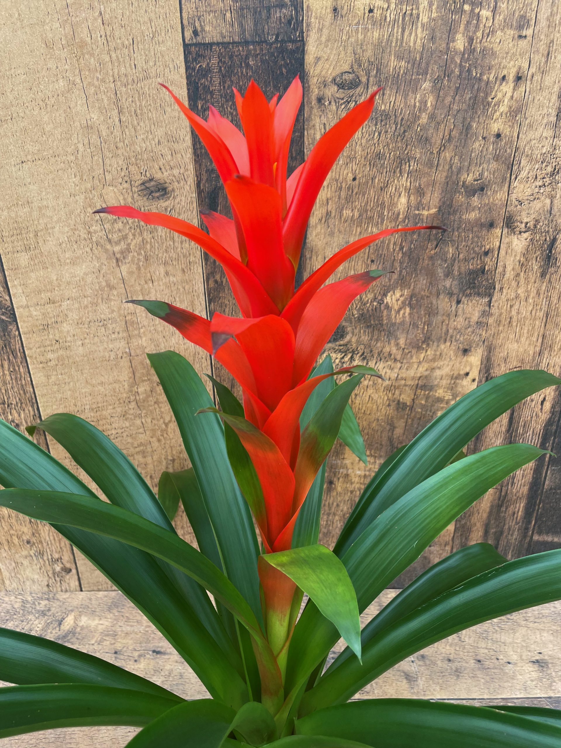 Bromeliad (6" pot)